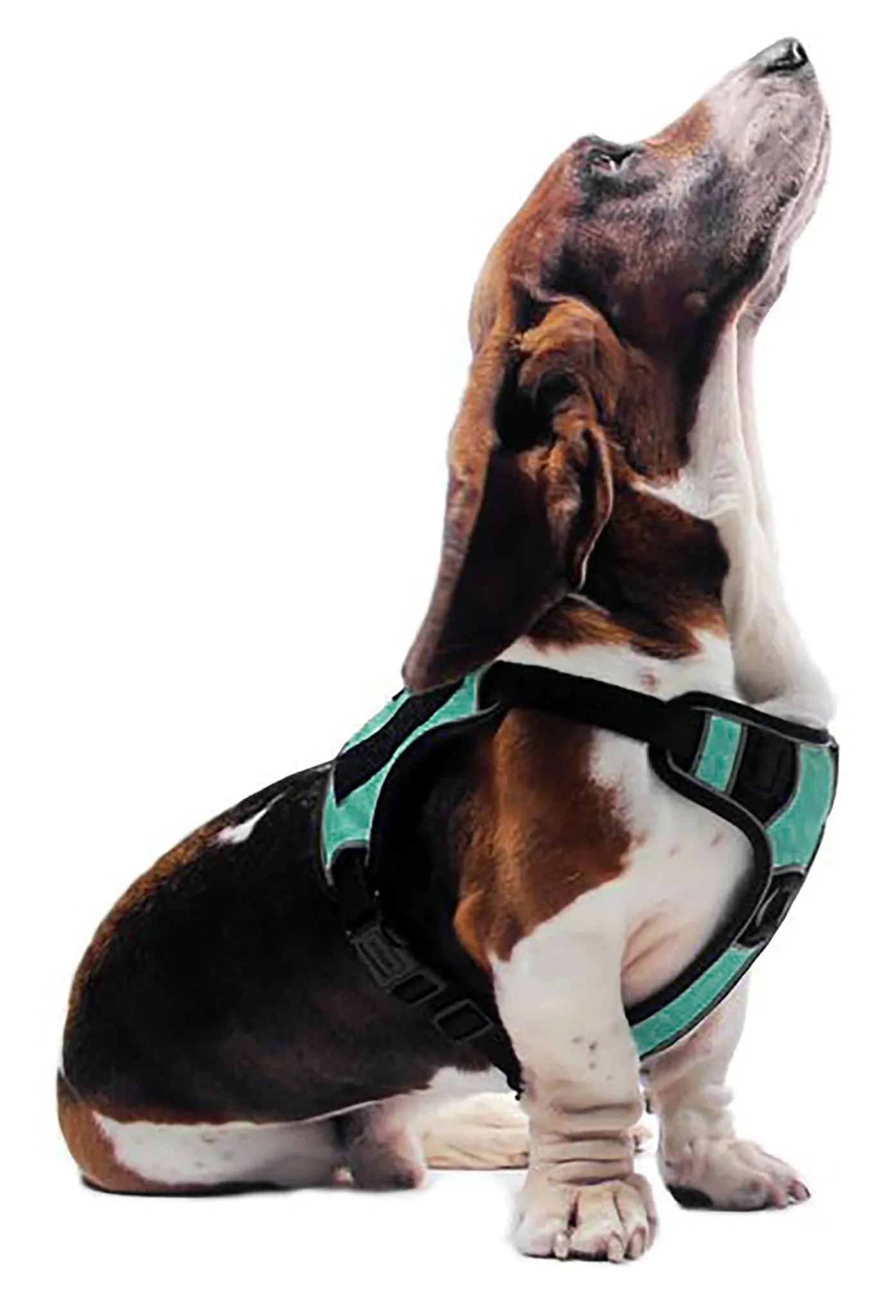 Quest Multi-Purpose Harness, Medium